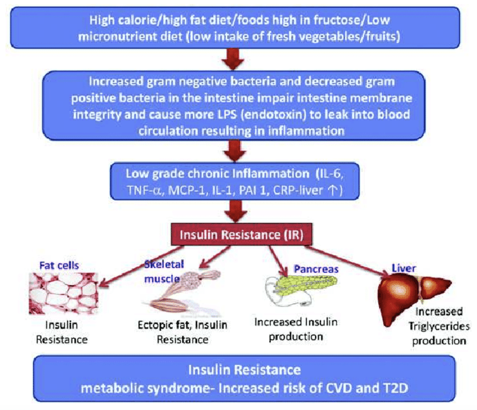 Blood Sugar, Gut Health, and Functional Nutrition Rachel Scheer Nutrition