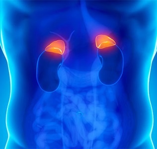 https://www.hopkinsmedicine.org/health/conditions-and-diseases/adrenal-glands