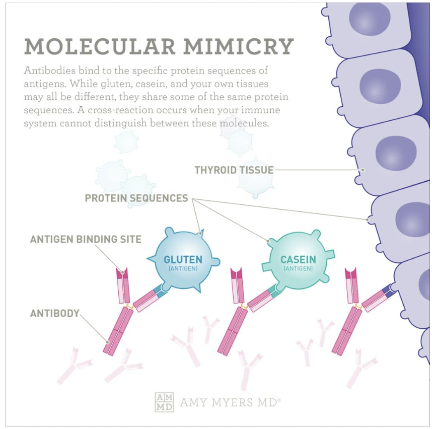 How molecular mimicry works