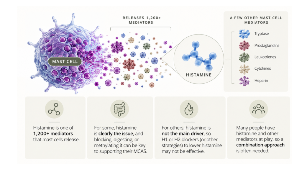 Mast cells release more than 1,200 mediators and histamine is only one of them